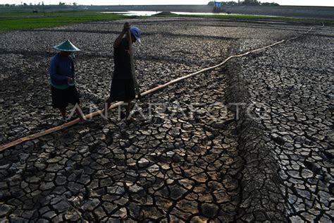 PETANI MANFAATKAN DASAR WADUK UNTUK LAHAN PERTANIAN ANTARA Foto