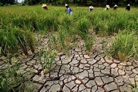 BNPB Jawa Bali Dan Nusa Tenggara Harus Tetap Waspada Potensi Kekeringan