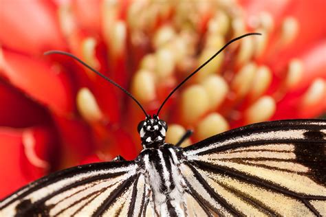 Free Images Blossom Wing Petal Bloom Red Insect Fauna