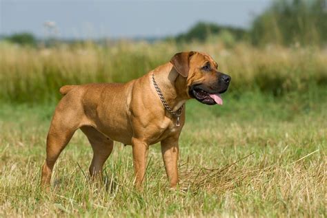 Boerboel Charakter Haltung And Pflege Rassebeschreibung Zooplus