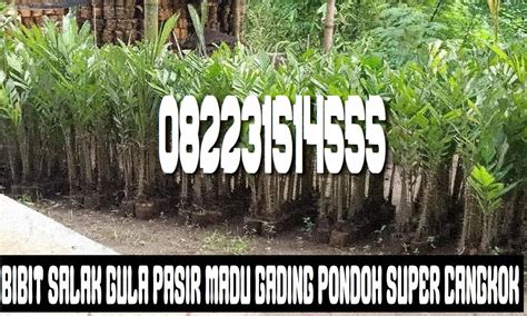 Jual Bibit Salak Gula Pasir Madu Gading Pondoh Super Cangkok Bukan Biji