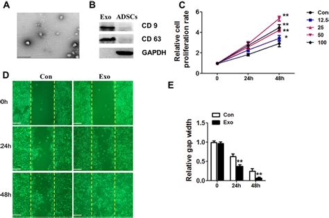 Identification Of Adscs Exo And Migration Of Hacat Cells A The