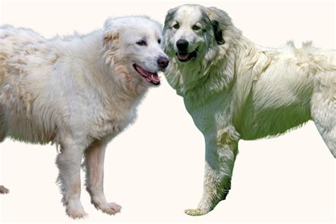 Maremma Sheepdog Vs Great Pyrenees 10 Differences Pethelpful