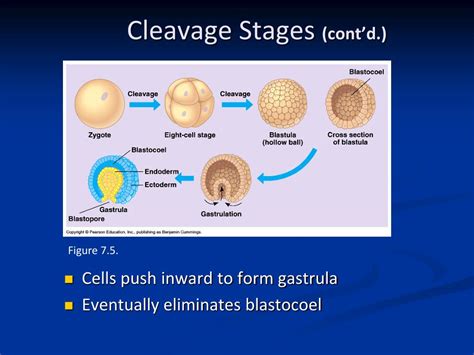 Ppt Comparative Anatomy Early Embryology Powerpoint Presentation