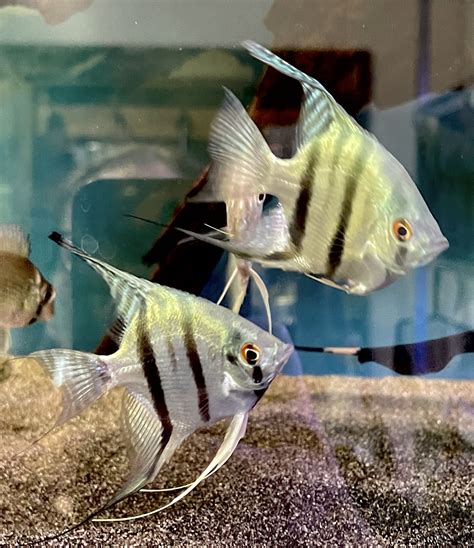 Lehtikala Blue Neon Pterophyllum Scalare ViljarPets