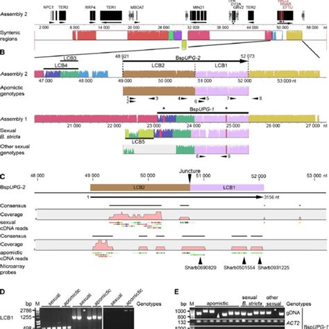 Figure S5 Rapid Amplification Of CDNA 3 And 5 Ends Of The Candidate