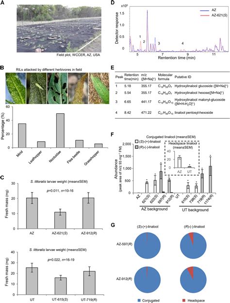 Natural Variation In Linalool Metabolites One Genetic Locus Many