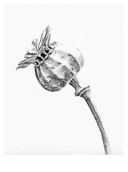 Poppy Seed Head Drawing Buscar Con Google Poppy Drawing Botanical