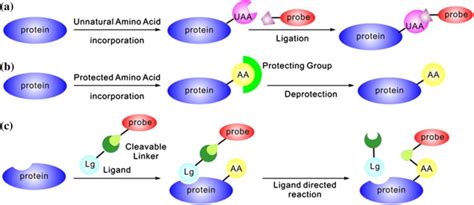 Three Approaches To Achieve The Site Specific Protein Labeling And