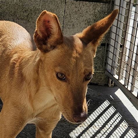 Podenco Samantha Hat Endlich Ein Zuhause Salva Hundehilfe E V