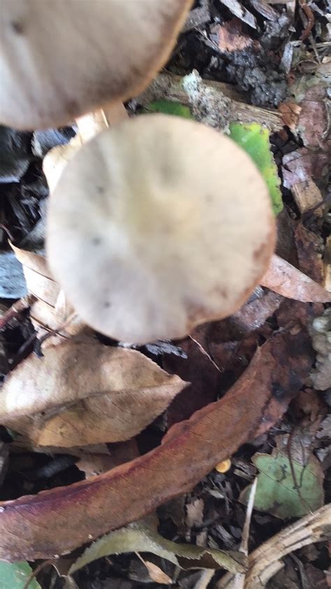 Agaricineae From River Rd Bethesda MD US On October 2 2023 At 11 56