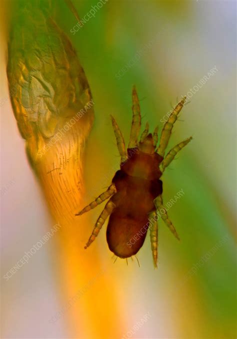 Mite Larva Light Micrograph Stock Image C Science Photo