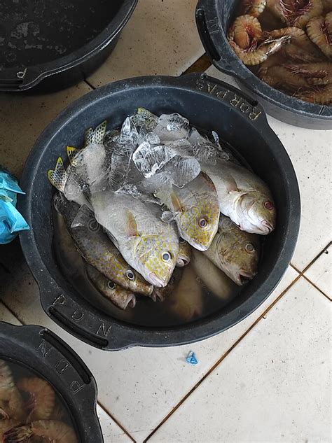 Various Types Of Fish Are Sold In The Traditional Market Stock Image