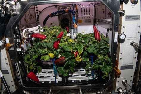 Advanced Plant Habitat Creating Farm To Table Meals For The Orbital