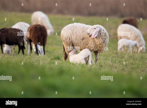 grazing of sheep Stock Photo - Alamy