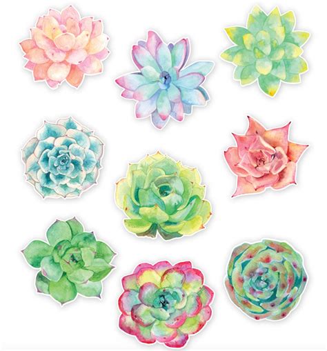 Succulent Decal Pack Watercolor Succulent Vinyl Decals Etsy