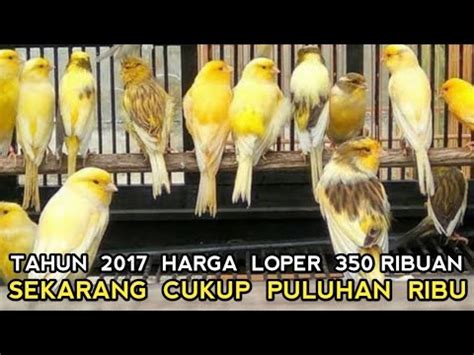 Update Harga Burung Kenari Kios Pak Kasmin Terbaru Pasar Burung