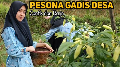 Pesona Gadis Desa Yang Anggun Saat Memetik Cabai Di Dekat Rumah