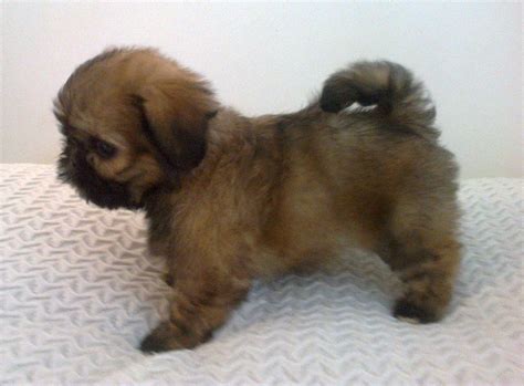 Shih Tzu puppies for sale | Pets4Homes | Shih tzu puppy, Shih tzu dog ...