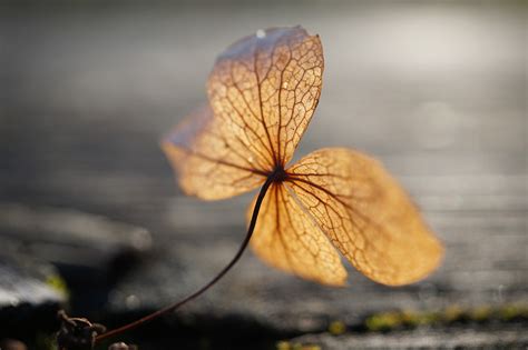 Hydrangea Dried Flower Free Photo On Pixabay Pixabay