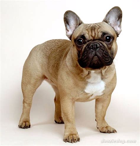 Tudo sobre a raça Bulldog Francês | Tudo Sobre Cachorros | Raça de ...