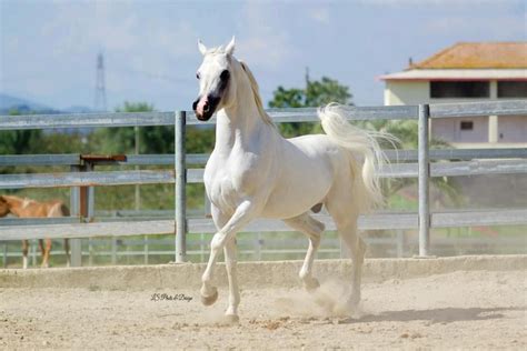 Angel Arabian Horses ♥ Ls Photo And Design By Linda Svensson