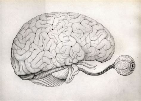 How To Draw A Brain 14 Steps With Pictures Artofit