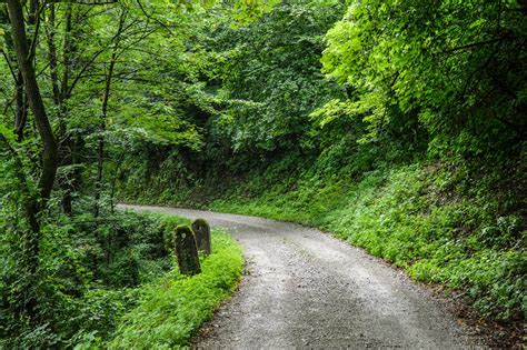 Camino Bosque Medio Ambiente Foto Gratis En Pixabay Pixabay