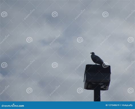 Silhouette Of Seagull Standing On A High Post Canada 2018 Stock Image