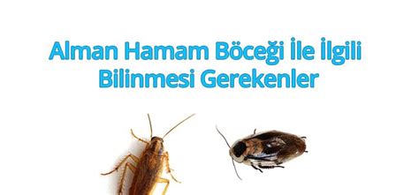 Alman Hamam Böceği 100 Etkili ve Güvenilir