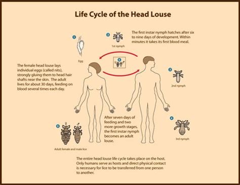 Head Lice Causes Symptoms And Treatments Coveville