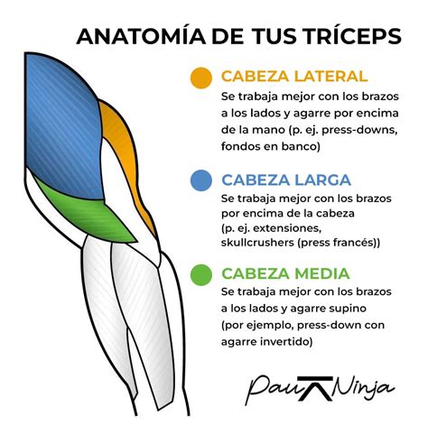 6 Súper Ejercicios Para Unos Brazos De Hércules