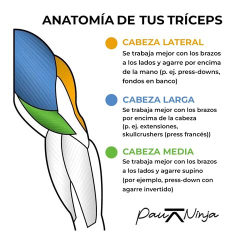 Estiramiento De Tr Ceps Por Encima De La Cabeza