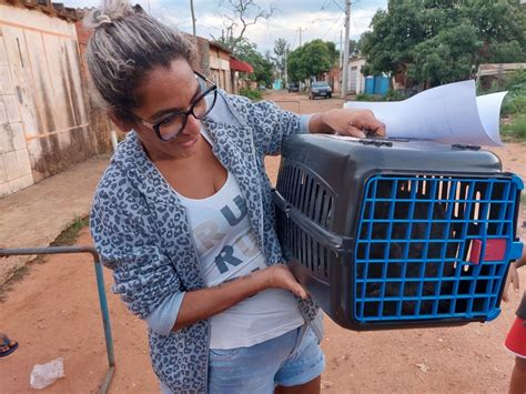 Mais De Mil Castra Es De C Es E Gatos S O Realizadas Em Em