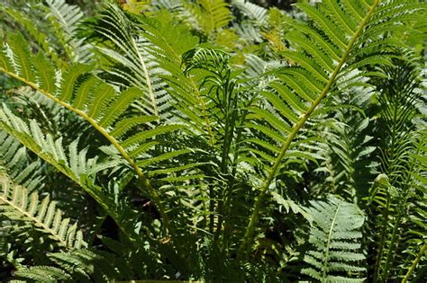 ostrich fern | Fern Hill Nursery and Botanical Sanctuary