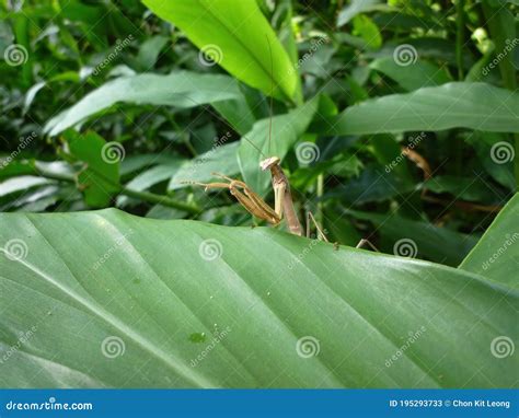 Tiro Certeiro De Uma Tenodera Aridifolia Numa Folha Imagem De Stock