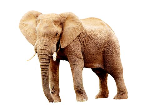 Elefante Animales África Foto Gratis En Pixabay