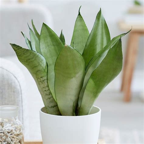 Buy Mother In Law S Tongue Moonshine Sansevieria Trifasciata