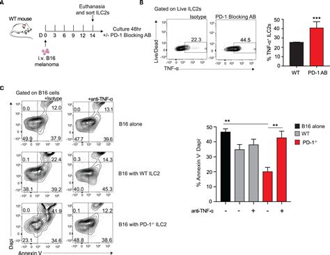 Frontiers Pd Blockade On Tumor Microenvironment Resident Ilc S