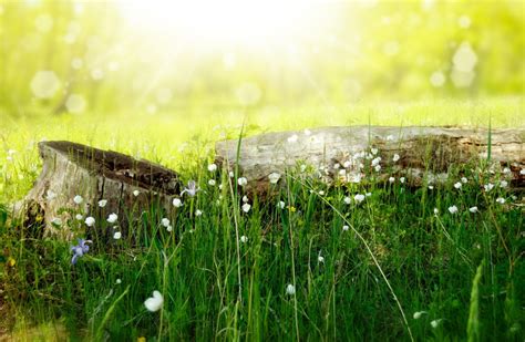 Gratis billeder vand natur Skov græs lys plante træ sol Mark