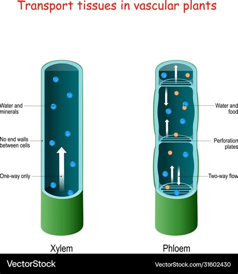 Plant Structure Xylem And Phloem