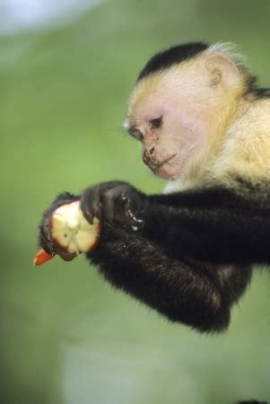 White Faced Capuchin Monkey Eating Flower From A Banana Tree Cebus