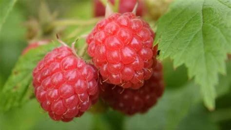 Raspberry Branches Hung On The Door Will Protect Against Wayward