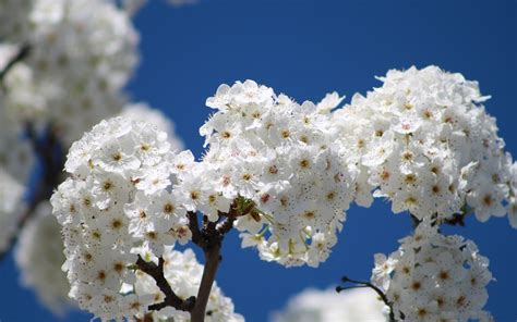 Fondos De Pantalla Flores Florecer Rbol Rama Cielo Primavera