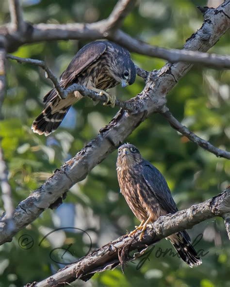 Dan Gomola Wildlife Photography | Merlin: The Lady Hawk