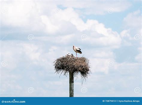 Cegonha Os P Ssaros De Beb No Ninho Imagem De Stock Imagem De