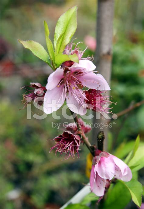 Flowering Nectarine Stock Photo Royalty Free Freeimages