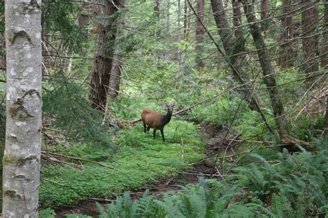 I 90 Wildlife Crossing Restoration Recreation Outreach And More 2020 Updates From The Central