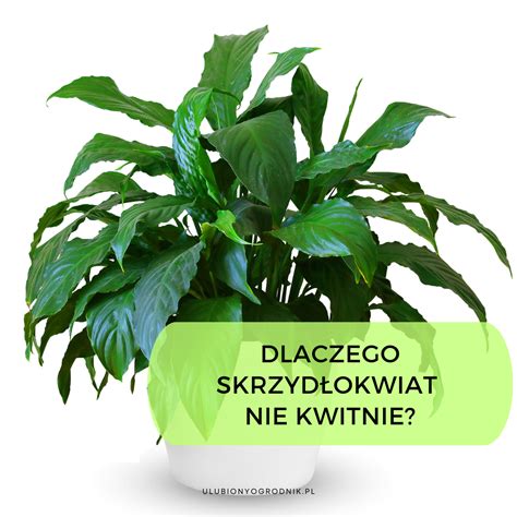 Dlaczego skrzydłokwiat nie kwitnie