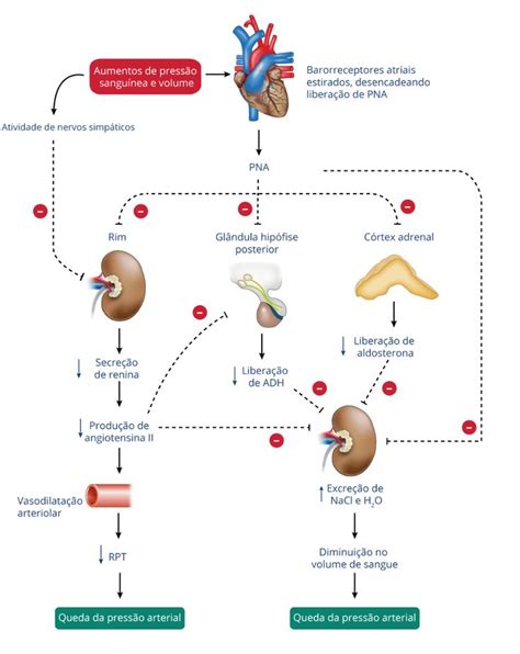 Regula O Da Press O Arterial Curso On Line Em Princ Pios De